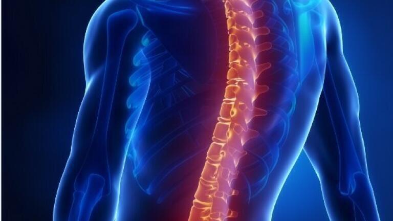 Highly Purified Chondroitinase ABC for Neural Regeneration Research