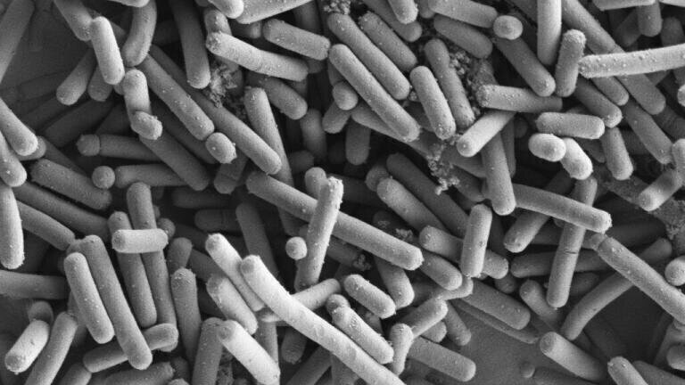 Lactobacillus johnsonii (Kathryn Cross, IFR)