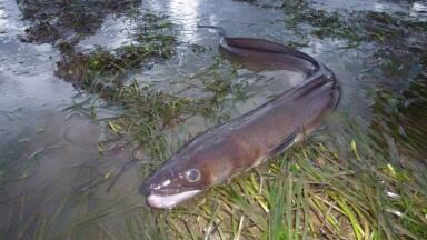 Protecting coastal biodiversity supports fisheries