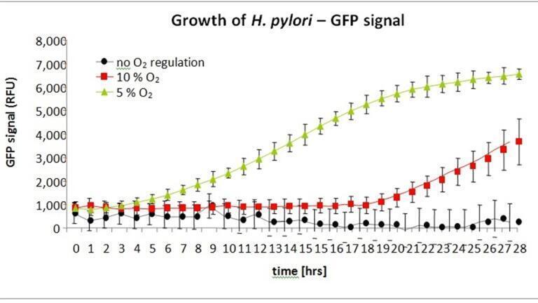 Figure: Growth of Helicobacter pylori monitored via GFP-fluorescence measurement