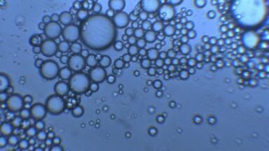 Optical Rheology Stage used to Investigate LCP Polymer Blends