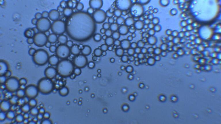 Optical Rheology Stage used to Investigate LCP Polymer Blends