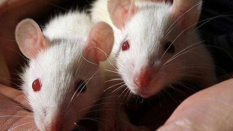 Stem cell retinal transplant shows success in mice