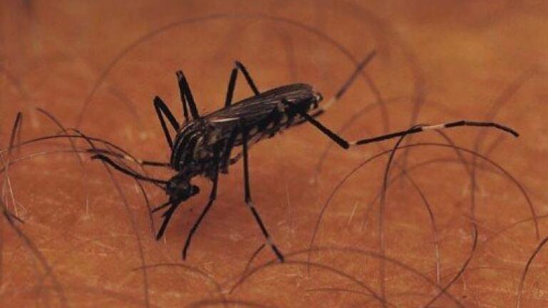 New malaria vaccine displays promising early stage results