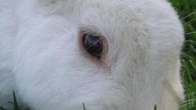 Scientists clone glow in the dark rabbits