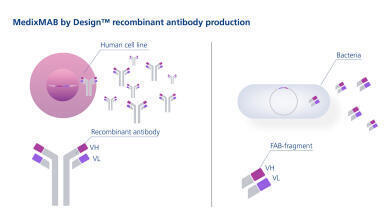 Launch of high quality recombinant Antibody Production Service