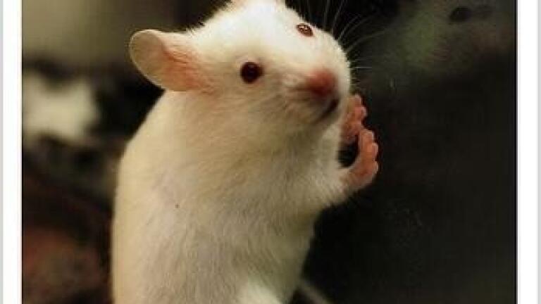 Some symptoms of Down syndrome in mice reversed by new compound