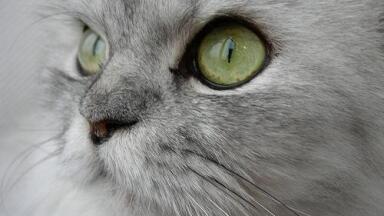 Cats could help in development of HIV vaccine