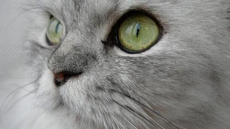 Cats could help in development of HIV vaccine