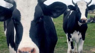 Number of human 'mad cow' carriers higher than previously thought