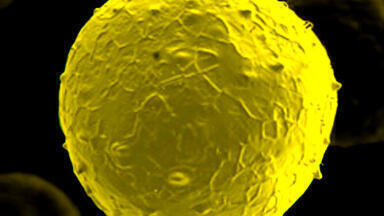 Animal-Free and Endotoxin-Free Stem Cell Factors