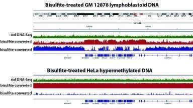Complete methylome analysis from only 50 ng of genomic DNA