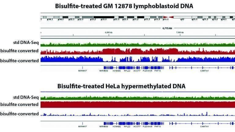 Complete methylome analysis from only 50 ng of genomic DNA