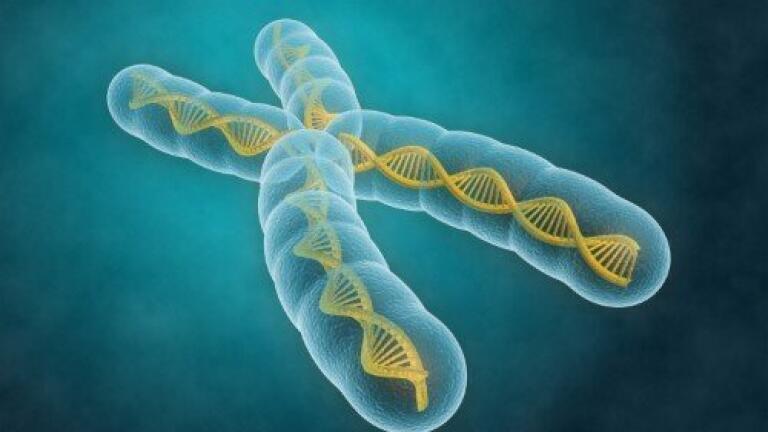 Scientists 'do away' with Y chromosome