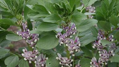 Technical Alliance to Accelerate Pulse Breeding Programme