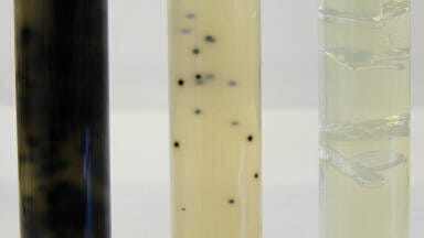 New Iron Sulphite Agar for the Detection of Thermophilic Anaerobes in Canned Foods