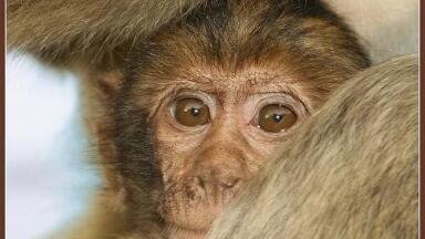 Avatar controlled by monkey's brain