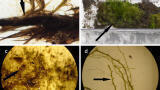 From old to new - 1,500 years in permafrost and growing