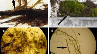 From old to new - 1,500 years in permafrost and growing