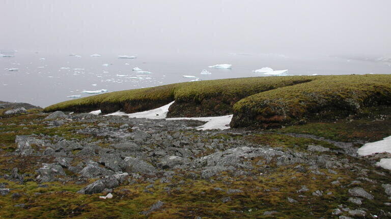 West coast deep moss bank (credit: Peter Boelen)