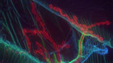 Imaging Competition Winners Announced