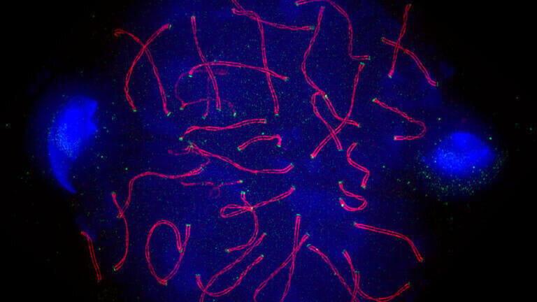 Regional winner (Microscopy Category)
Graham Wright, Institute of Medical Biology, A*STAR, Singapore
Image description: Mouse spermatocyte spread stained for KASH-5 and SCP3 (red and green) and DNA (blue).
Therapeutic focus: Fertility. Credit: Graham Wright/GE Healthcare Life Sciences
