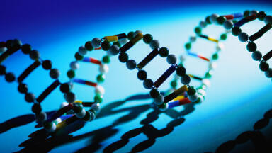 Understanding the Difference between Nucleus and Mitochondrial DNA