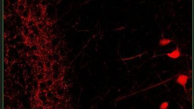 In Vivo Imaging: Reaching New Depths