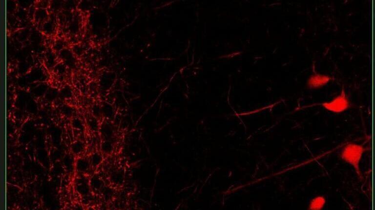 In Vivo Imaging: Reaching New Depths