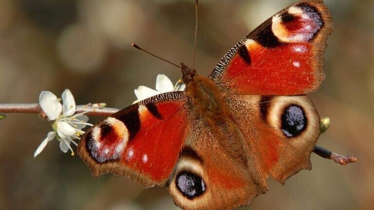 Peacock Butterfly
