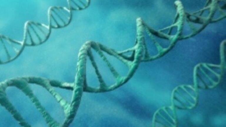 Diabetes gene increases type 2 risk