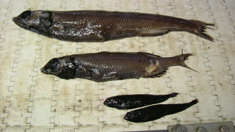 Deep Sea Fish Provide Vital Carbon Storage Facility