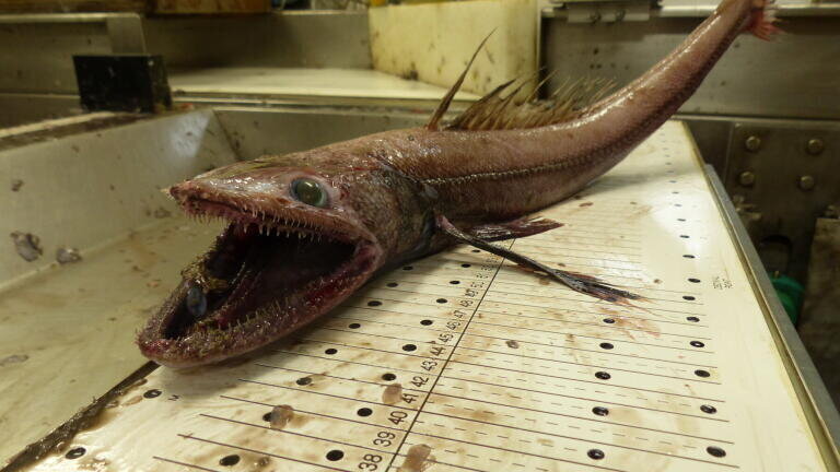 A deep sea lizard fish (Bathysaurus ferox) from 2000m depth on the continental slope off the west coast of Scotland