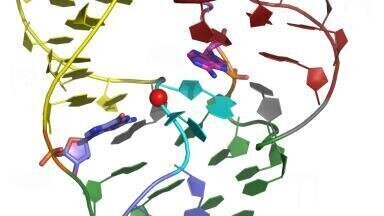 RNA determination opens up the possibility of evolutionary discoveries