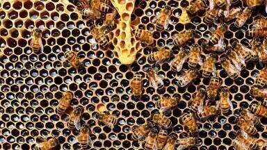 Why Are Bees in Decline?