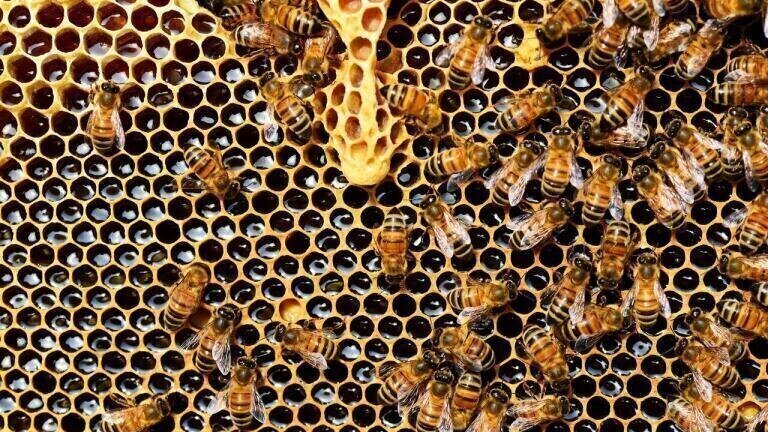 Why Are Bees in Decline?