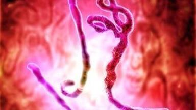 Ebola Antigens and Antibodies for ELISA??