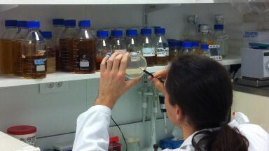 ANR Supports Project to Improve Efficacy of Influenza Vaccines