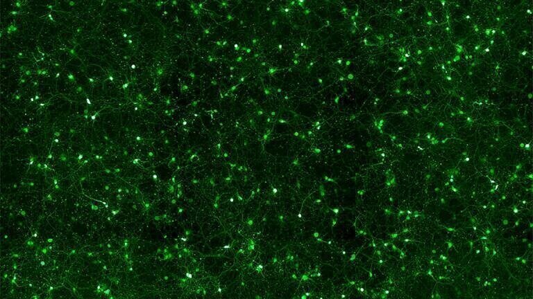 Highly Efficient Neural Transfection Reagent