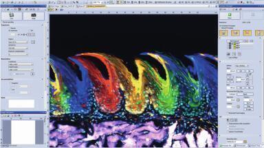 Bring images to life with cellSens 1.12