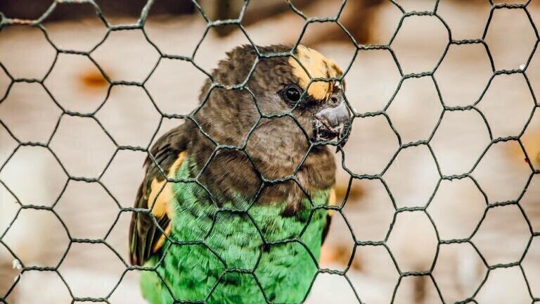 The Riddle of the Bird in the Cage is Finally Put to Bed
