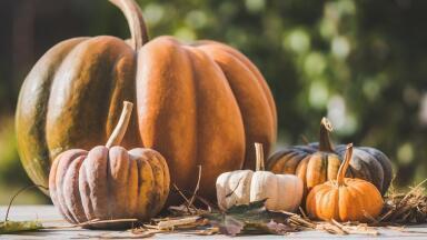 Is This Pumpkin the Largest Fruit Ever?