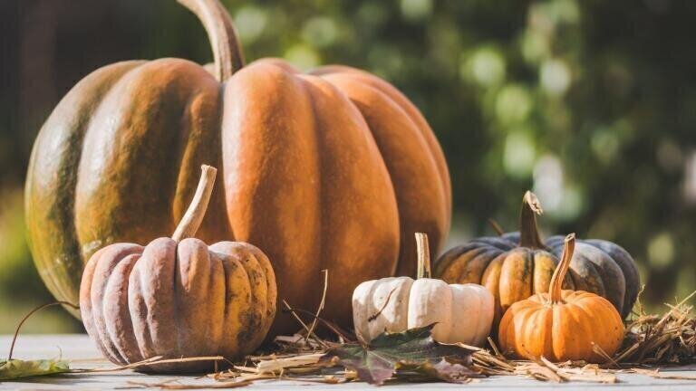 Is This Pumpkin the Largest Fruit Ever?