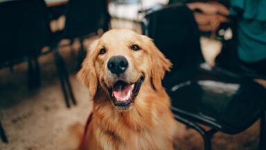 How to Spy on Man’s Best Friend