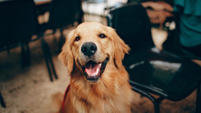 How to Spy on Man’s Best Friend