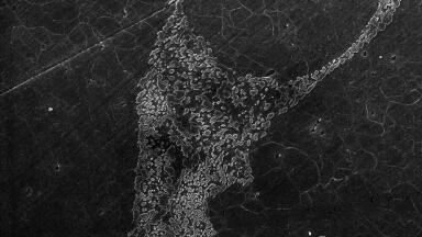 SEMs Provide Flexibility for High or Low Vacuum Operation