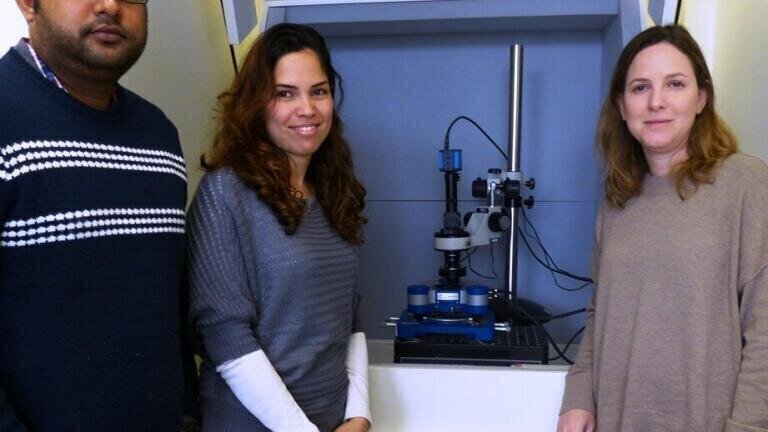 Report on the use of the NanoWizard® 3 AFM system at the Hebrew University of Jerusalem