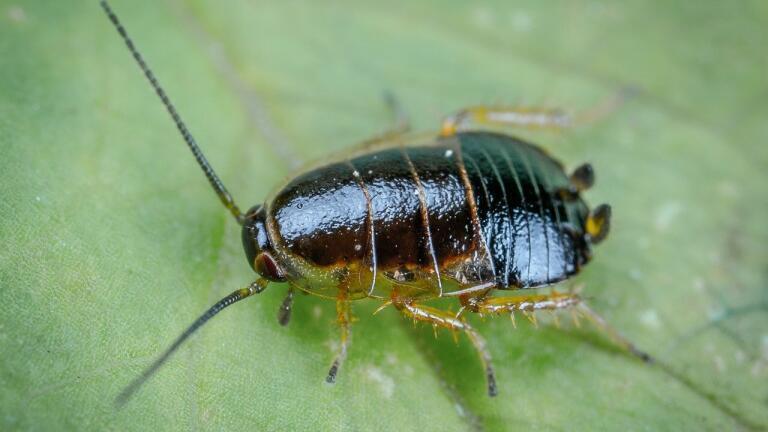 Meet the World’s Next Big Explorers … Cockroaches!