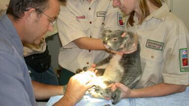 Temperature Controlled Stages used to Study the Effects of Cryopreservation on the Quality of Koala Spermatozoa Samples