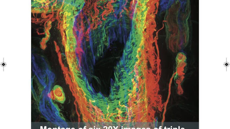 Secondary Antibodies Optimised for Immunohistochemistry